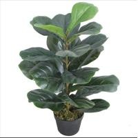 ราคา ต้นไทรใบสัก (fiddle fig leaf)​ สูง 65 CMต้นไม้ประดิษฐ์​ ต้นไม้ปลอม ต้นไทรราคาถูก ตกแต่งบ้าน ตกแต่งห้อง (มือหนึ่ง) (357115145)