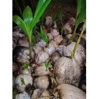 ราคา มะพร้าวแกง ลูกโต (มือหนึ่ง) (345604684)