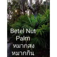 ราคา ต้นหมากสง กับหมากกินกับพลู (มือหนึ่ง) (346605174)