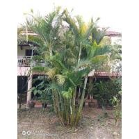 ราคา ต้นหมากเหลือง(กอใกญ่) (มือสอง) (344636577)