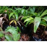 ราคา ต้นหมากนวล (มือหนึ่ง) (347251107)