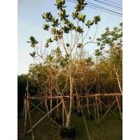 ราคา ต้นจิกทะเล (มือสอง) (333709980)