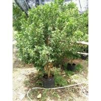 ราคา ต้นประยงค์ (มือหนึ่ง) (130946835)