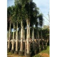 ราคา ต้นฟ็อกเทล(ปาล์มหางกระรอก) (มือสอง) (134155360)