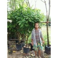 ราคา ต้นพุดเศรษฐีสยาม(ดอกหอม) (มือสอง) (136792563)