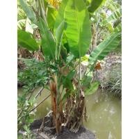 ราคา กล้วยสาวกระทืบหอ (มือหนึ่ง) (121852222)