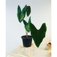 ราคา ต้นไม้ฟอกอากาศ Alocasia longiloba (มือหนึ่ง) (358763423)