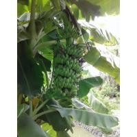 ราคา กล้วยน้ำว้าพระราชทาน (มือหนึ่ง) (121849146)