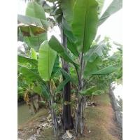 ราคา กล้วยตานีดำ (มือหนึ่ง) (128637577)