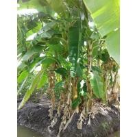 ราคา กล้วยนางพญา (มือหนึ่ง) (121852316)