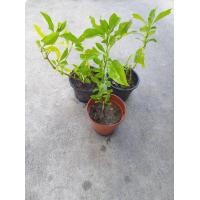 ราคา ต้นอังกาบหนู (มือหนึ่ง) (349333460)