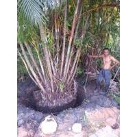 ราคา ต้นหมากเหลืองกอใหญ่ (มือหนึ่ง) (345917198)