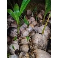 ราคา มะพร้าวแกง ลูกโต (มือหนึ่ง) (345559422)