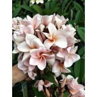 ราคา ลีลาวดีชมพูพาสเทล (มือหนึ่ง) (350167084)