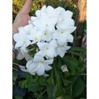 ราคา ลีลาวดีลูกศร (มือหนึ่ง) (346307046)