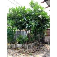 ราคา ต้นลีลาวดี (มือหนึ่ง) (360244615)