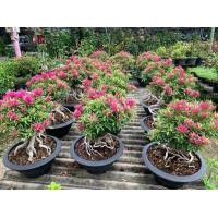 ราคา บอนไซเฟื่องฟ้าสาวิตรี (มือหนึ่ง) (351767688)