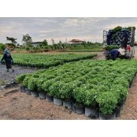 ราคา พุดศุภโชค ต้นพุดศุภโชค ขายส่ง จัดสวน ทำรั้ว คลอง15 (มือหนึ่ง) (351410976)