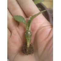 ราคา ต้นมะพร้าวทะเลทราย Dorstenia Foetida (มือหนึ่ง) (352054631)