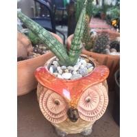 ราคา ต้นว่านงาช้างมงคล (มือหนึ่ง) (359868993)