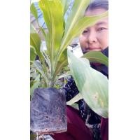 ราคา ต้นวาสนา (มือหนึ่ง) (359236371)