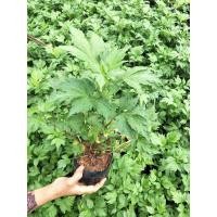 ราคา จิงจูฉ่าย (มือหนึ่ง) (351743751)