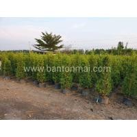 ราคา ไทรเกาหลี 1.5ม. ราคาส่ง (มือหนึ่ง) (354854473)