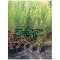 ราคา สนประดิพัทธ์ รั้วต้นสนประดิพัทธ์ สนทำรั้ว ต้นกล้าสน สนประดิพัทธ์ราคาส่ง (มือสอง) (122252775)