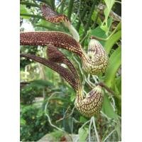 ราคา ไก่ฟ้าพญาลอ (มือหนึ่ง) (350837749)