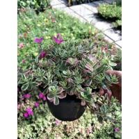 ราคา คุณนายตื่นสายใบด่าง (มือหนึ่ง) (349072461)