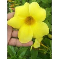 ราคา ต้นบานบุรี (มือหนึ่ง) (349033051)