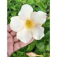 ราคา ต้นบานบุรี (มือหนึ่ง) (349006473)