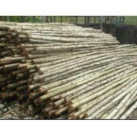 ราคา ขายไม้เสาเข็ม ยูคาลิปตัส ทุกขนาดราคาถูก (มือสอง) (334613113)