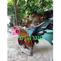 ราคา ไก่แจ้ มินิโคชิน ซาลามอ (358483526)