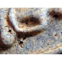 ราคา พระสมเด็จวัดระฆัง พิมพ์ใหญ่ หนึกนุ่ม รอยหนอนด้นเพียบ AA8799911 (มือสอง) (116988504)