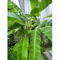 ราคา หน่อกล้วยหอมทอง (มือหนึ่ง) (357090493)