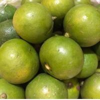 ราคา ขายมะนาวสวนพันธุ์แป้นบ้านแพร้ว น้ำดีผิวสวย (มือหนึ่ง) (353903090)