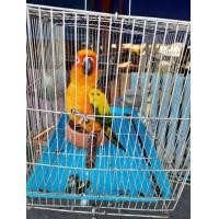 ราคา ขายนกซันคอนัวร์ (360212007)