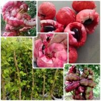 ราคา ต้นมะขามเทศพันธุ์ สีชมพู 1 ปีติดผล จัดส่งฟรี เก็บเงินปลายทาง (มือหนึ่ง) (360224984)