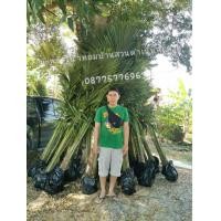 ราคา ต้นมะพร้าว​น้ำหอมต้นเตี้ยปลูก​ 2​ ปี​ ออกลูก​ (มือหนึ่ง) (360222584)