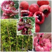 ราคา ต้นมะขามเทศพันธุ์ สีชมพู 1 ปีติดผล จัดส่งฟรี (มือหนึ่ง) (360224963)