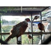 ราคา ขายไก่ฟ้าคอแหวนแดง (360198456)