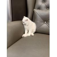 ราคา Scottish fold แท้ อายุ 3 เดือน ขน ฟู สีขาว สุขภาพดี แข็งแรง ร่าเริง (360188942)