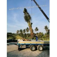 ราคา มะพร้าว​น้ำหอมต้นเตี้ยขุด​ล้อม​ออกลูก​แล้ว​ (มือหนึ่ง) (360192142)