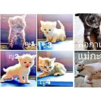 ราคา ลูกแมวสก็อตติสโฟลด์ (360174522)