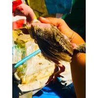 ราคา ไก่ชนพม่า (360178306)