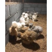 ราคา ไก่ซิลกี้ ไก่บราม่าห์ ไก่มินิโคชิน (359475661)