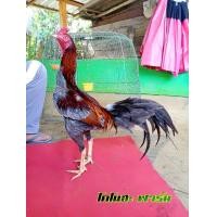 ราคา ไก่ชนสายพันธุ์พม่าง่อนม้าล่อ (360168066)