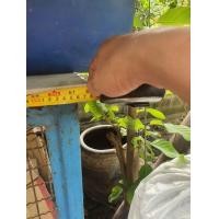 ราคา กรงสุนัขขนาดใหญ่ (มือสอง) (359347663)