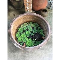 ราคา อ่างบัวลายมังกร (355977855)